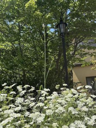 フィオーレの森に咲く花々