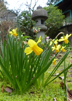 フィオーレの森に咲く花々