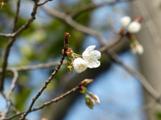 芽吹く桜